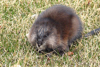 Muskrats animal control and animal removal in Poughkeepsie and Wappinger Falls, New York 