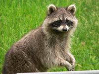 Raccoons Animal Control and Wildlife Removal in Darlington, New Jersy 