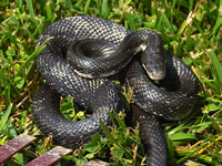 Snakes Animal Control and Animal Removal in Kingston, New York 