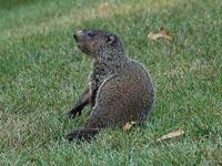 Woodchucks  and animal removal in White Plains and Scarsdale, New York 