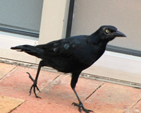 black starlings